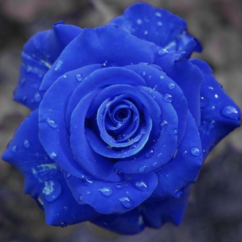 蓝玫瑰花的花语是什么(蓝玫瑰花语的准确意思)