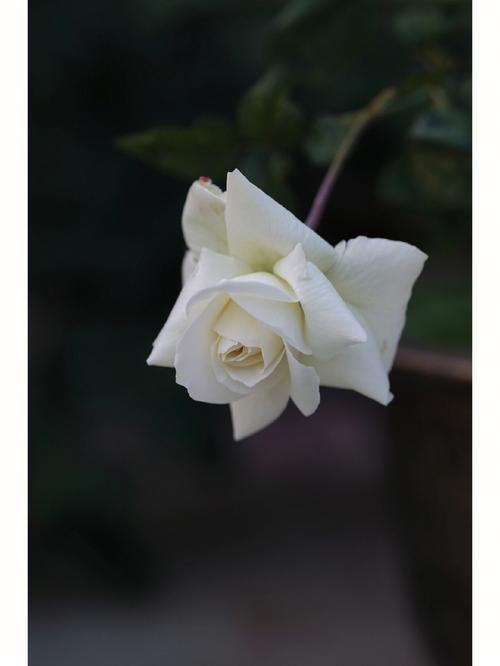 白玫瑰与红玫瑰的寓意(白玫瑰与红玫瑰的寓意是什么)