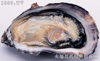 牡蛎的功效与作用主要治什么病（可以治疗头晕和便稀）