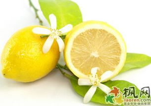 柠檬的功效与作用（生津解暑开胃、预防心血管疾病、清热化痰等）