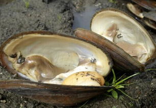 河蚌能不能吃有没有毒：河蚌什么人不适宜吃