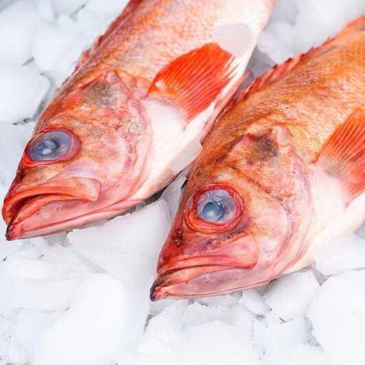红石斑鱼价格多少一斤（维持在270元/斤-275元/斤）