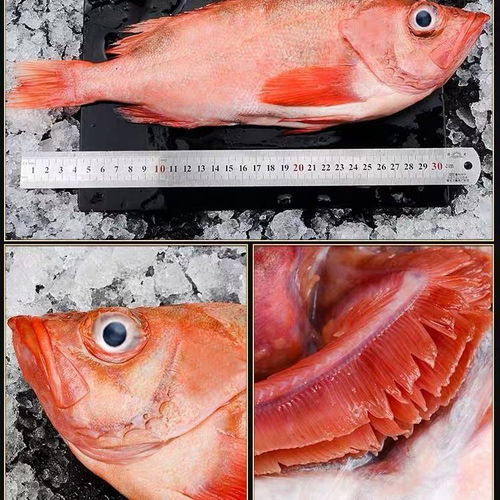 红石斑鱼价格多少一斤（维持在270元/斤-275元/斤）