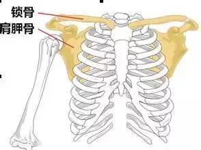 肩胛骨在什么位置：胸部轮廓的后方