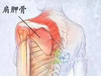 肩胛骨在什么位置：胸部轮廓的后方