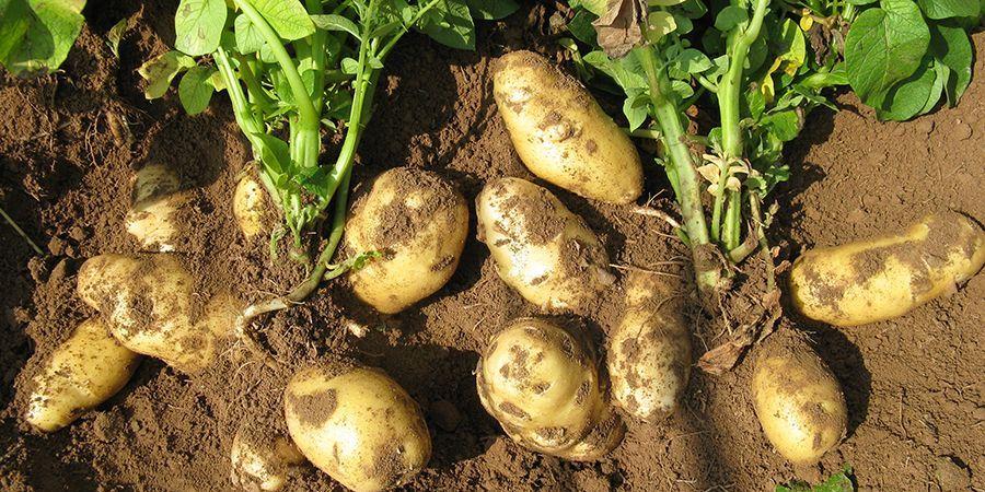 东北秋土豆什么时间种最佳 东北地区土豆什么时候栽种