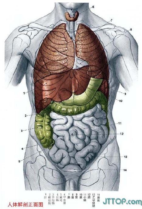 人体结构图展示（人体结构图正面详细图）