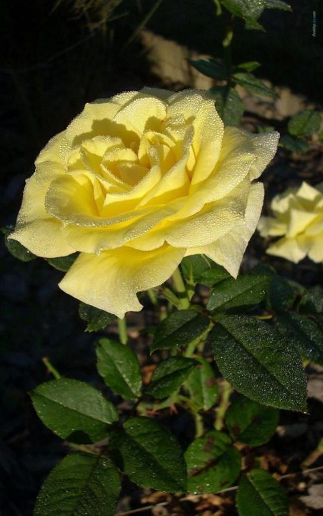 陈瑞的黄玫瑰是谁唱的（原唱是：黄灿 ）