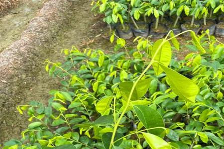 绿奇楠在什么条件下适合种植（热带和亚热带地区）