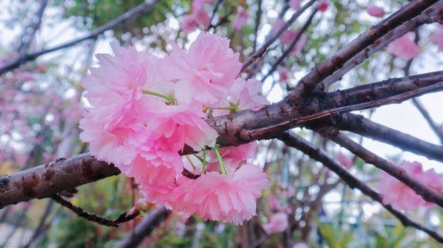 深圳有哪些赏樱花的地方 深圳赏樱花好去处